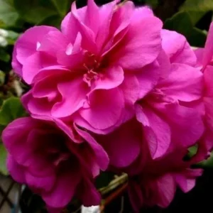 Rhododendron Plant - Pink Rhododendron Flowers - Gallon Pot Size