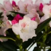 Rhododendron Plant Pink & White Flowers, Gallon Pot, Fragrant Blooms