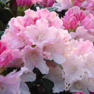 Rhododendron Plant Pink & White Flowers, Gallon Pot, Fragrant Blooms
