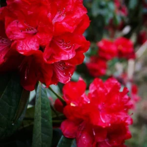 Rhododendron Plant - Waxy Red Flowers - Gallon Pot - Early Blooming