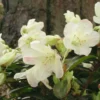 Rhododendron Plant White Flowers, Dwarf, Gallon Pot, 1-3 Year Old