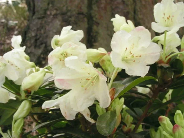 Rhododendron Plant White Flowers, Dwarf, Gallon Pot, 1-3 Year Old
