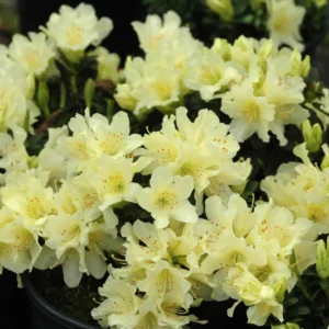 Rhododendron Plant White Flowers, Dwarf, Gallon Pot, 1-3 Year Old