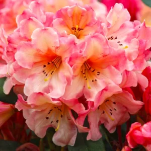 Rhododendron Plant Yellow Cream Flowers, Gallon Pot, Flowering Shrub