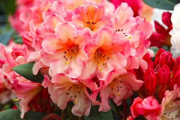 Rhododendron Plant Yellow Cream Flowers, Gallon Pot, Flowering Shrub