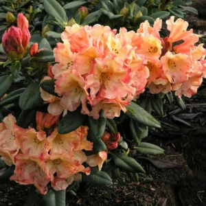 Rhododendron Plant Yellow Cream Flowers, Gallon Pot, Flowering Shrub