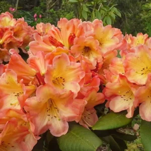 Rhododendron Plant Yellow Cream Flowers, Gallon Pot, Flowering Shrub