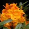 Rhododendron Plant - Yellow Flower Azalea in Gallon Pot, 1-3 Year Old