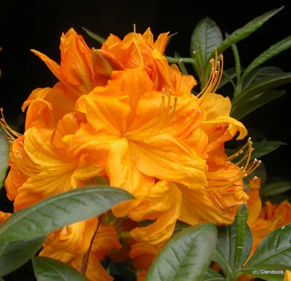 Rhododendron Plant - Yellow Flower Azalea in Gallon Pot, 1-3 Year Old
