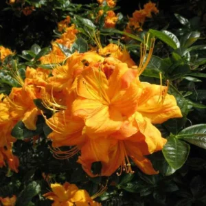 Rhododendron Plant - Yellow Flower Azalea in Gallon Pot, 1-3 Year Old
