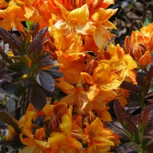 Rhododendron Plant - Yellow Flower Azalea in Gallon Pot, 1-3 Year Old
