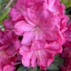 Rhododendron Summer Glow Plant - Vibrant Pink Flowers, Gallon Pot Size