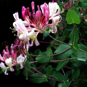 Fragrant Cloud Pink Honeysuckle Vine - 3.5 Inch Pot - Flowering Plant