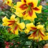 Robert Swanson Hybrid Lily Bulbs - Big Bulbs - Creamy Yellow Fading Dark Center - Set of 5