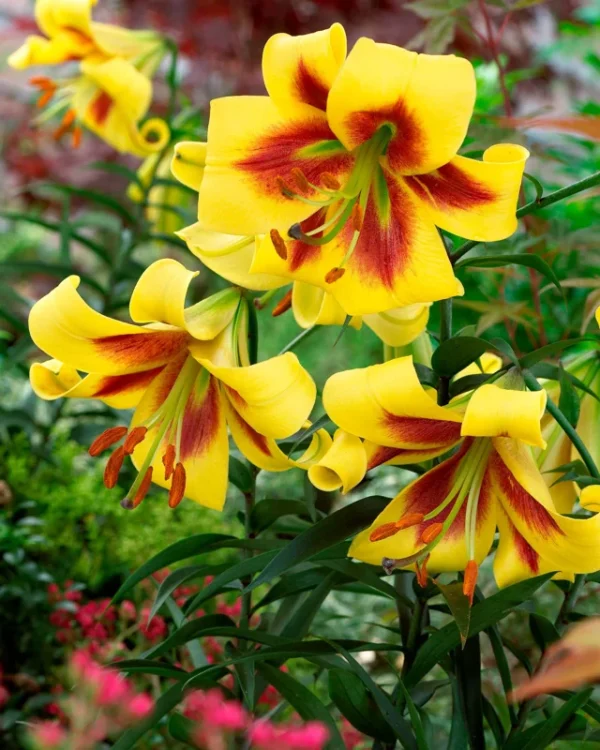 Robert Swanson Hybrid Lily Bulbs - Big Bulbs - Creamy Yellow Fading Dark Center - Set of 5