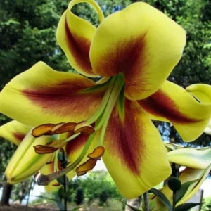 Robert Swanson Hybrid Lily Bulbs - Big Bulbs - Creamy Yellow Fading Dark Center - Set of 5