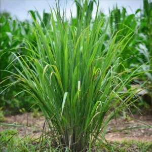 1 Pot - 2 Lemon Grass 10 Inches Tall Live Plants for Planting, Fresh Fragrant Lemon Grass Stalks Plants for Outside Live