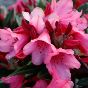 Rosy Pink Rhododendron Plant - Dwarf Azalea Plant 1-3 Year Old - Gallon Pot