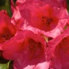 Rosy Red Rhododendron Plant - 1 Gallon Pot - Flowering Shrub