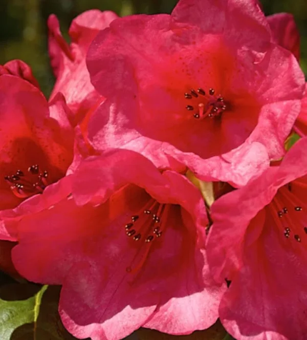 Rosy Red Rhododendron Plant - 1 Gallon Pot - Flowering Shrub