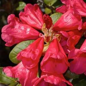 Rosy Red Rhododendron Plant - 1 Gallon Pot - Flowering Shrub