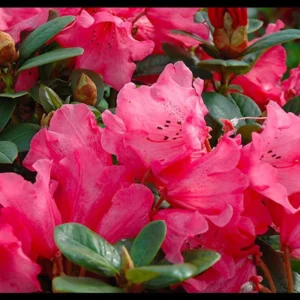 Rosy Red Rhododendron Plant - 1 Gallon Pot - Flowering Shrub