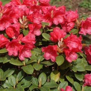 Rosy Red Rhododendron Plant - 1 Gallon Pot - Flowering Shrub