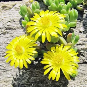 1 Pot - 1 Clump Yellow Ice Plant Live for Planting, 3-6 Inch Tall, Hardy Perennial Succulent Live Plant, Ground Cover Outdoor Garden