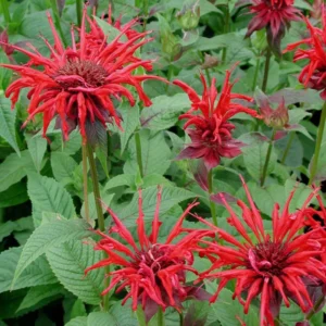 Bee Balm 'Jacob Cline' Monarda Plant - 4 Inch Container - Red Flowers - Fragrant Foliage