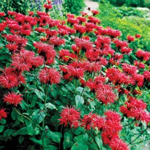 Bee Balm Gardenview Scarlet Monarda Plant - 4 inch Container - Red Blooms