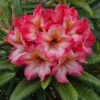 Scarlet Leopard Rhododendron Plant - Pink Flowering Shrub - Gallon Pot - Garden Plant