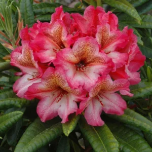 Scarlet Leopard Rhododendron Plant - Pink Flowering Shrub - Gallon Pot - Garden Plant