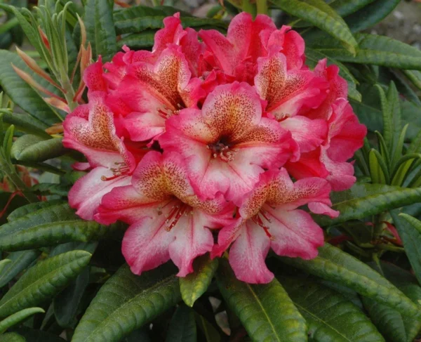 Scarlet Leopard Rhododendron Plant - Pink Flowering Shrub - Gallon Pot - Garden Plant