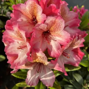 Scarlet Leopard Rhododendron Plant - Pink Flowering Shrub - Gallon Pot - Garden Plant