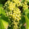 Seedless Grape Vine Plant - 1-2 Yr Old Live Plant - Ready for Planting