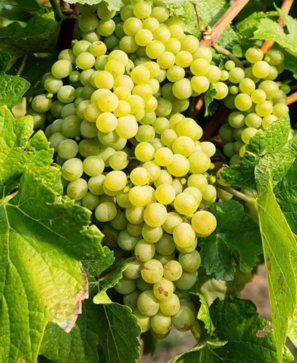 Seedless Grape Vine Plant - 1-2 Yr Old Live Plant - Ready for Planting