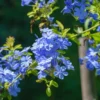 Set 1 Pot - 2 Plumbago Live Plants for Planting, 3-6 Inch Tall, Perfect for Bright Garden, Hardy & Low Maintenance
