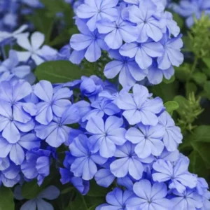 Set 1 Pot - 2 Plumbago Live Plants for Planting, 3-6 Inch Tall, Perfect for Bright Garden, Hardy & Low Maintenance