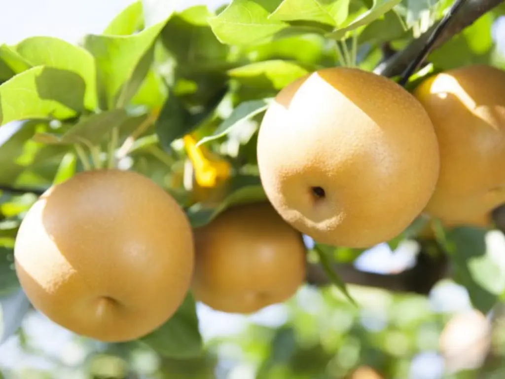 Shinseiki pear