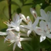 Swamp Azalea Rhododendron Plant - White Flowers, 1-3 Year Old, Gallon Pot