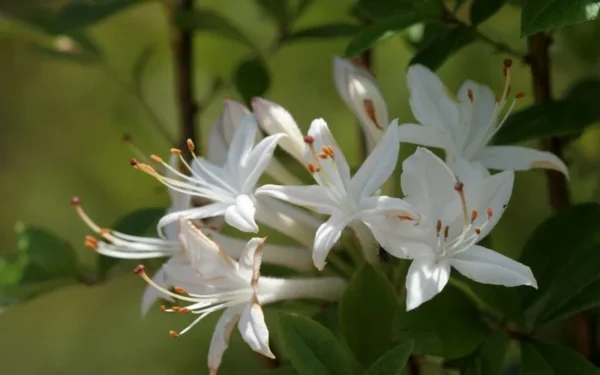 Swamp Azalea Rhododendron Plant - White Flowers, 1-3 Year Old, Gallon Pot
