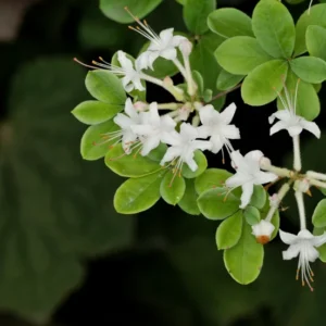Swamp Azalea Rhododendron Plant - White Flowers, 1-3 Year Old, Gallon Pot