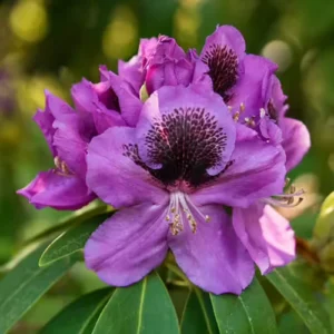 Abe Arnott Rhododendron Plant - Purple Rhododendron Flowers - 1 Gallon Pot - Garden Plant