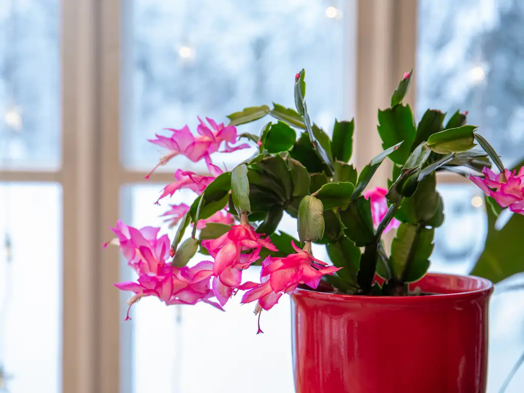 Thanksgiving Cactus (1)