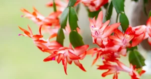 A beautiful Thanksgiving cactus displaying bright orange-red flowers, signaling the arrival of fall and winter.