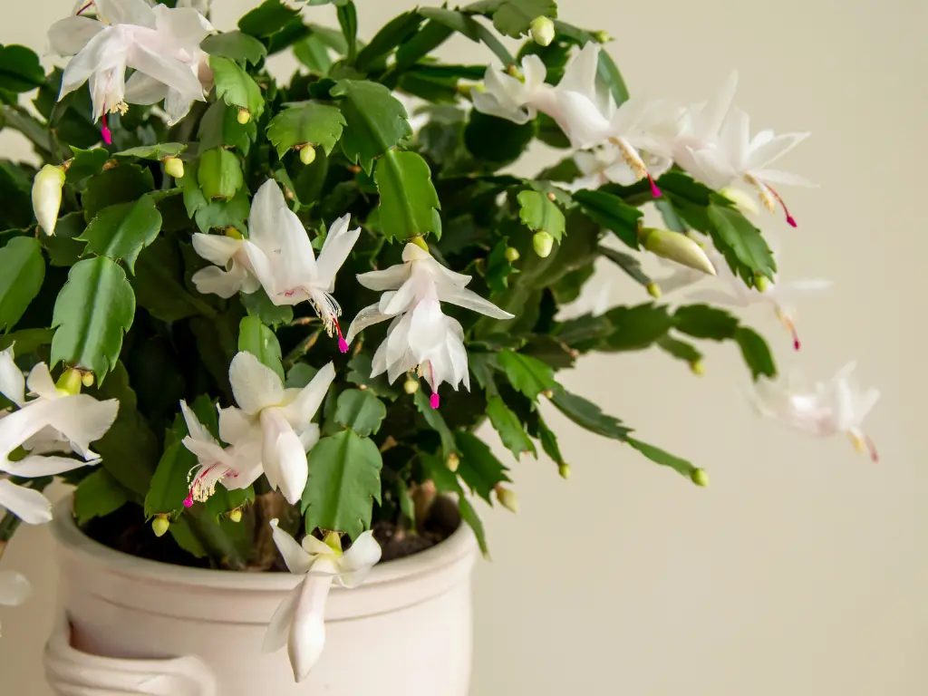 Thanksgiving Cactus (Schlumbergera truncata)