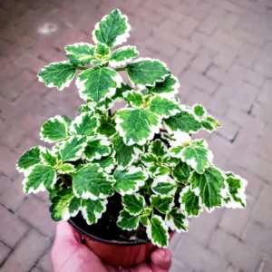 1 Pot with 2 Variegated Swedish Ivy Plants Live for Planting, 3-6 Inch Tall, Plectranthus Australis Swedish Ivy House Plants, Live Swedish Ivy Vine Creeping Charlie
