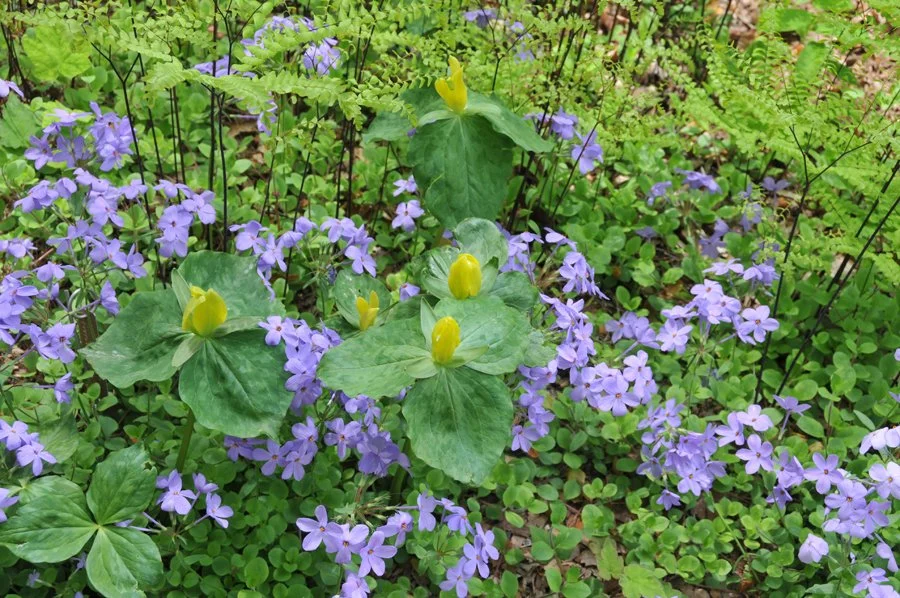 Trillium_luteum_care-tips