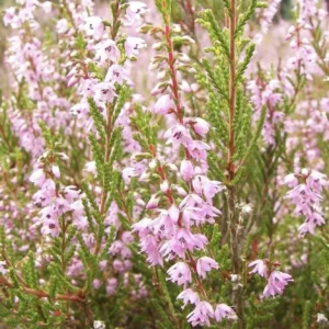 County Wicklow Heather Rhododendron Plant - White Flowers, 1 Gallon Pot
