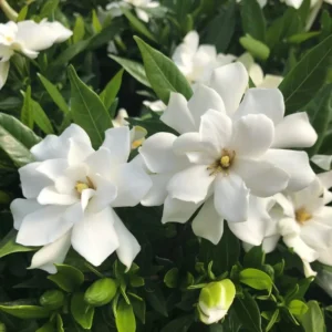 Frostproof Jasmine Plant Live Arabian Jasmine - 4 to 6 Inch Tall - Fragrant Blooms